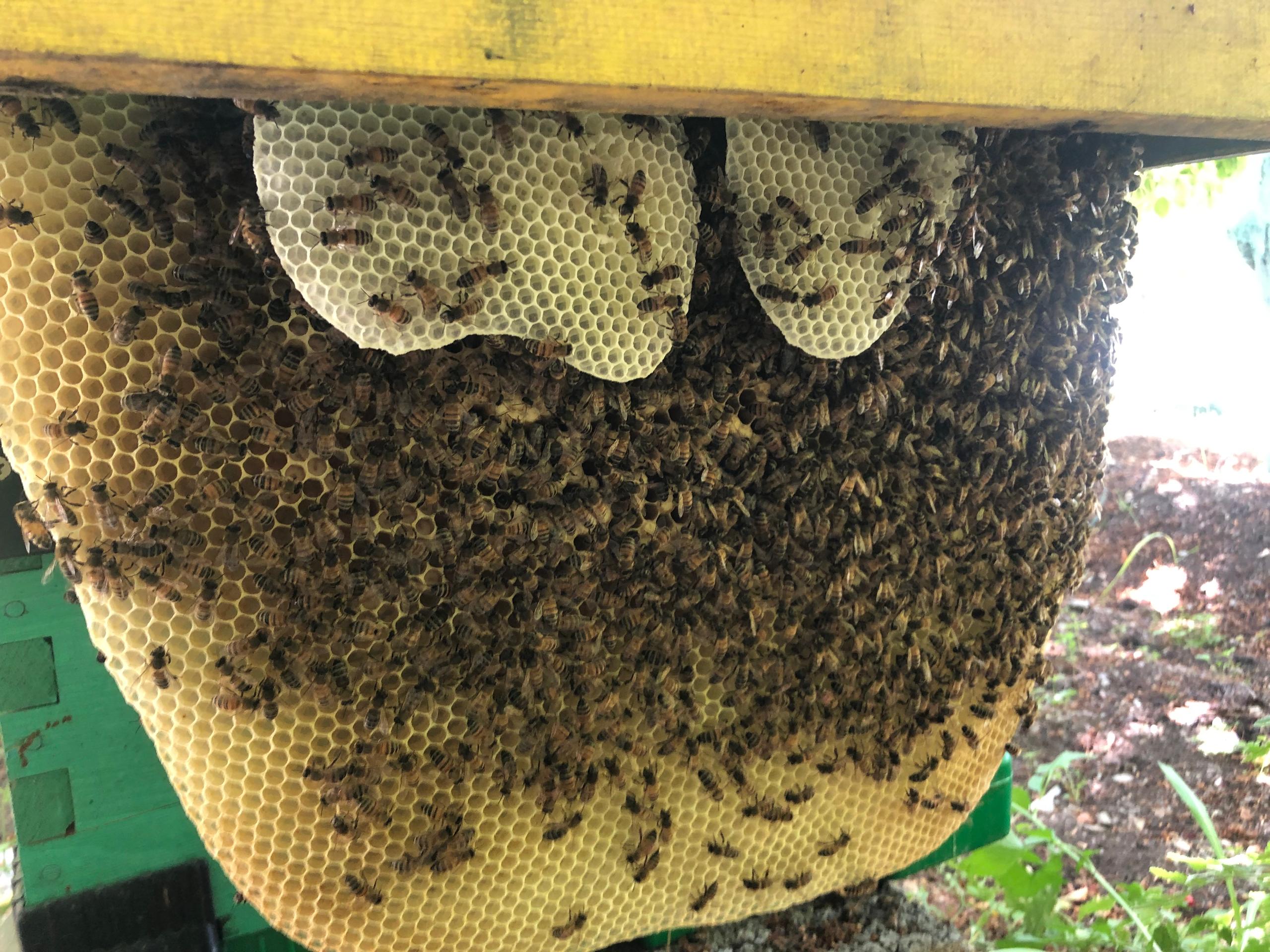 Beeiman label / packaging